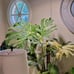Boujee Plants