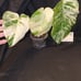 Boujee Plants