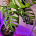 Boujee Plants