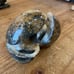Carved and polished ammonite -turtle-A609