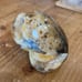 Carved and polished ammonite -turtle-A609