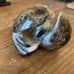 Carved and polished ammonite -turtle-A609