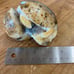 Carved and polished ammonite -turtle-A609