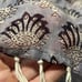 NWT Roberta Roller Rabbit Tunic Womens S Serafina Fringe Boho Coastal Vacation