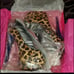 NIB London Trash Crush Leopard Print Ponyhair Leather Platform Heels