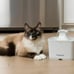 Premier Pet 60 oz. Pet Fountain- Automatic water fountain for cats & small dogs