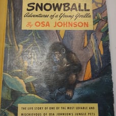 Snowball Adventures of a young gorilla