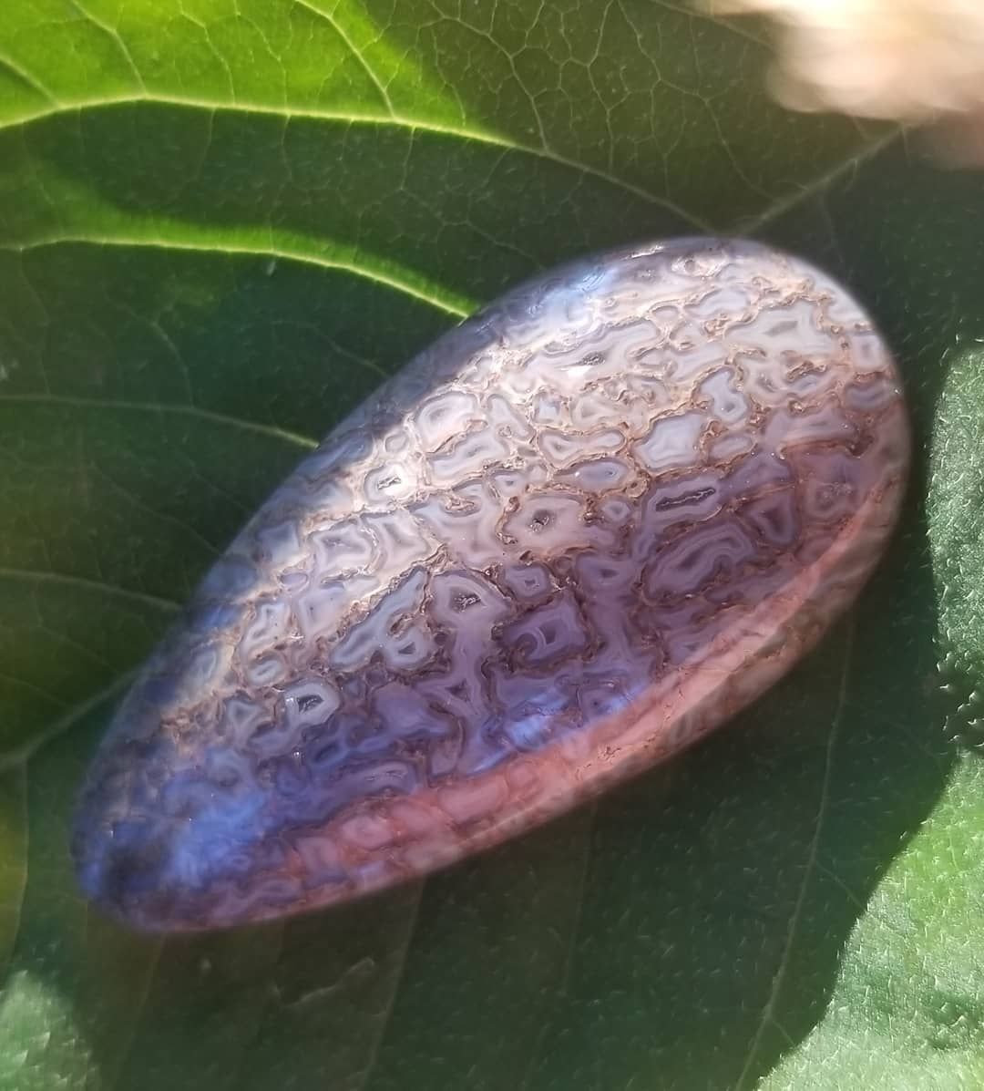 Agatized Dinosaur Bone Cabochon, Hell C