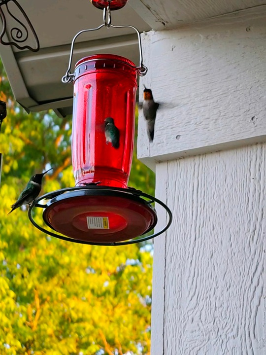 Kingsyard Glass Hummingbird Feeder for Outdoors Wild Bird Feeder with 6 Feeding