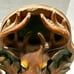 Vintage Deer Head Buck Full Antler Bookends Leaves Acorns Mancave Lodge