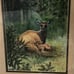 Deer art pictures