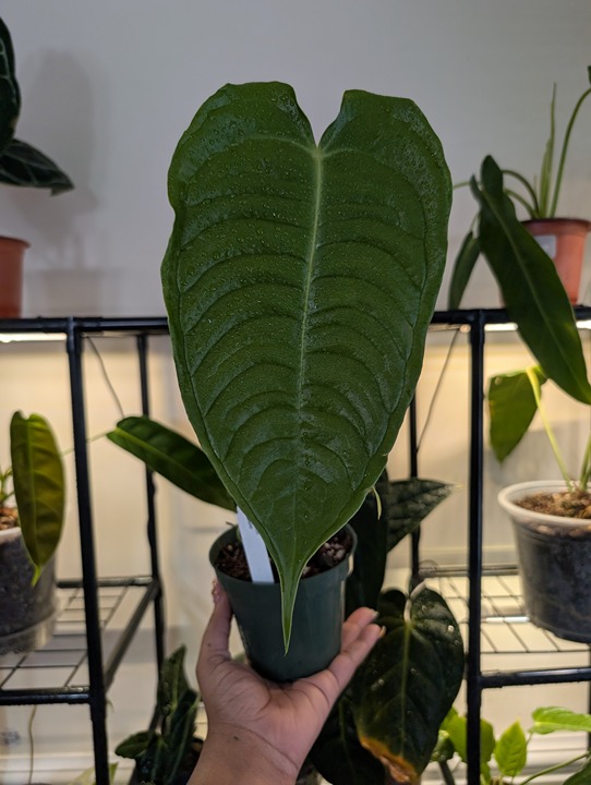 Anthurium Veitchii