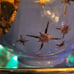 Hall Atomic Starburst blue Gold Stars Teapot