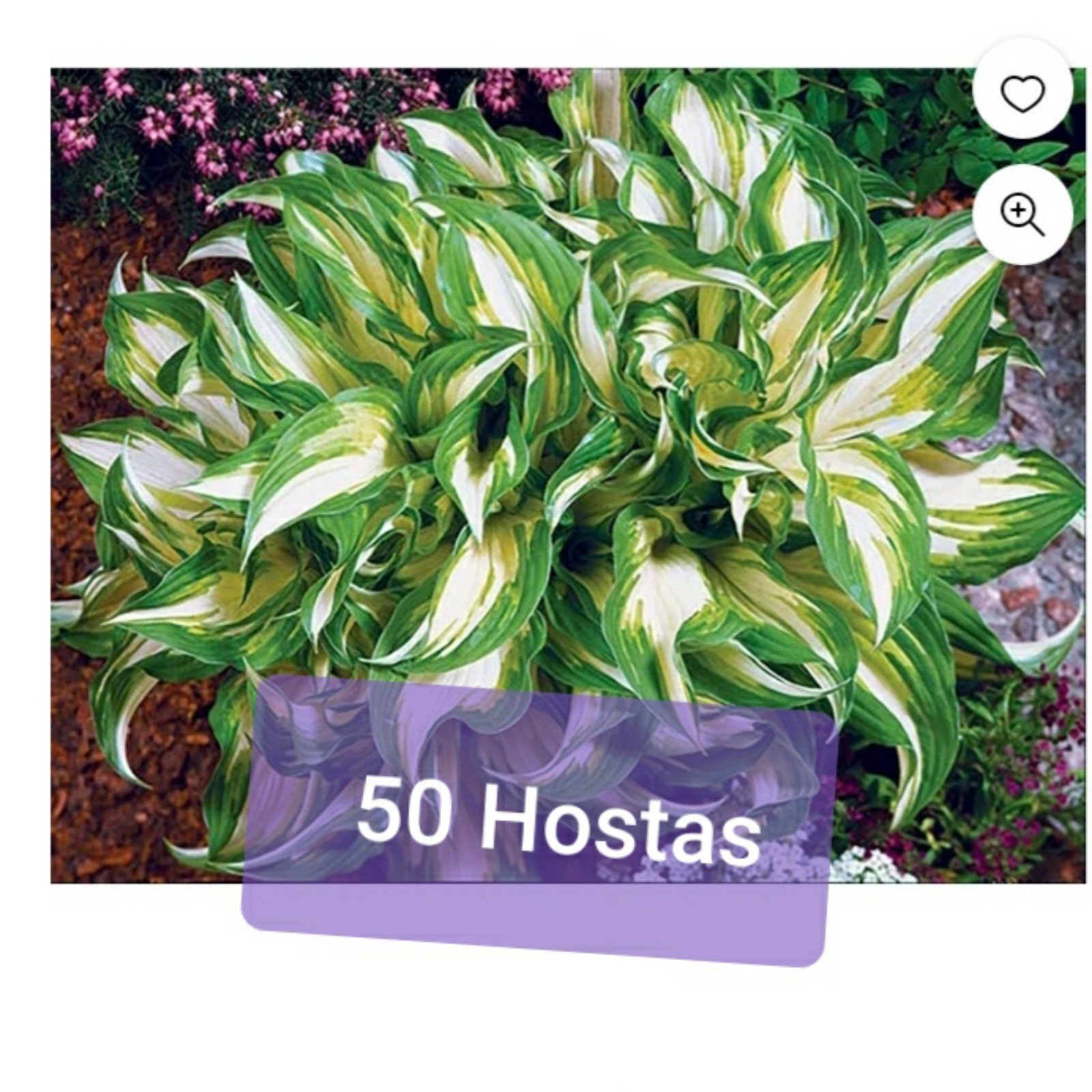 50 HOSTAS 5 varieties