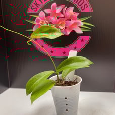 Hoya Salmonea Rare Waxing Vining Plant Collectibles Ships Free From Florida A14