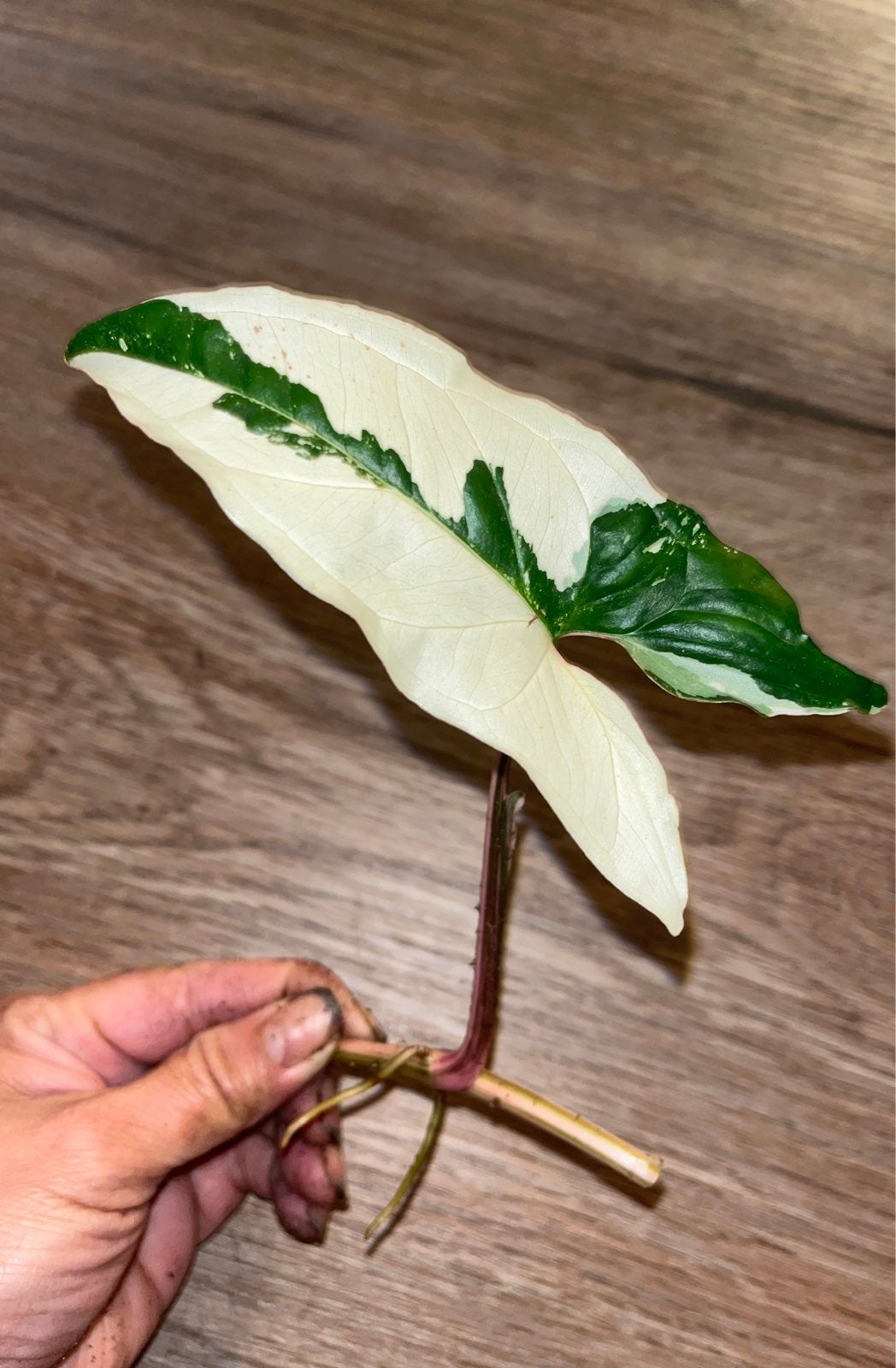Variegated Syngonium Albo