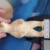 Bear Set Ivory Carrvings
