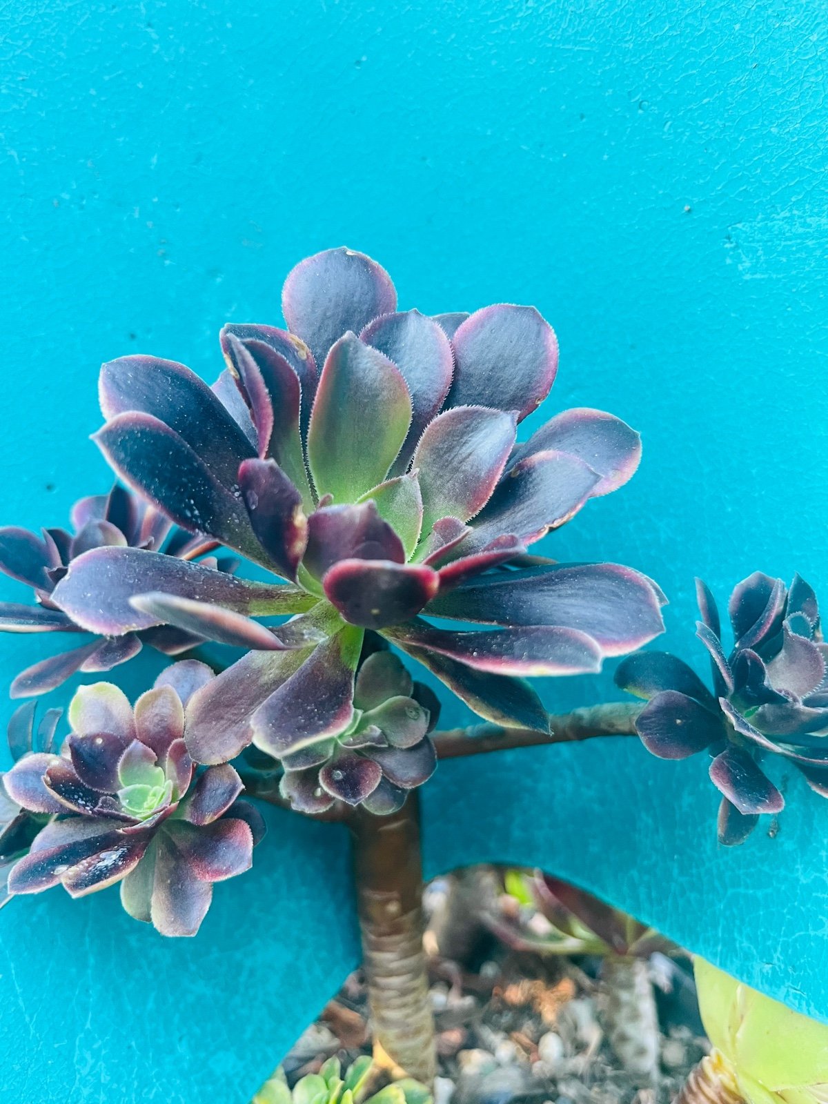 Rare holding Aeonium Super bang tree old trunk live rooted, 8”t, get 2 free su