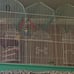 bird cages