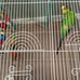 bird cages