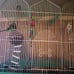 bird cages