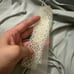 Devon windsor margot legging sea salt/ xs nwt