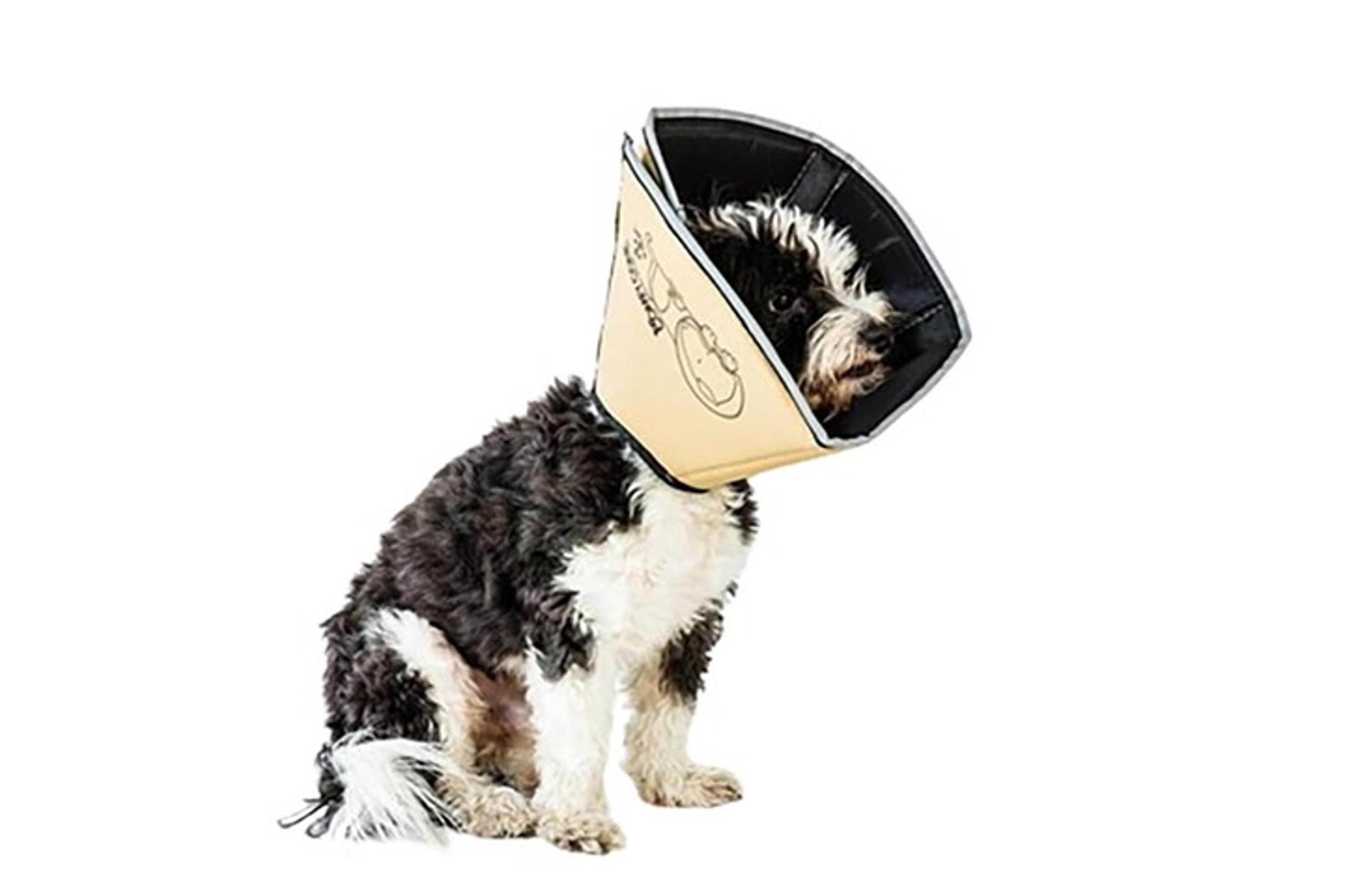 All Four Paws Comfy Cone Pet Cone for Dogs, Cats, medium
