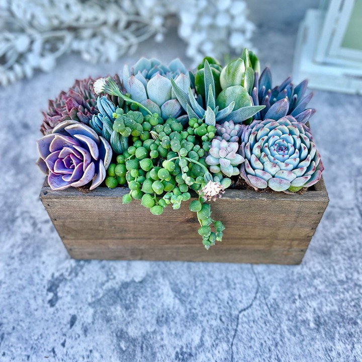 Wind and Sea Succulent Garden