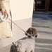 LED + Flash Light HAND FREE ring shape Dog leash