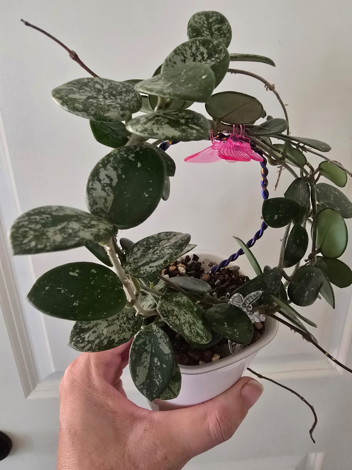 Hoya Mathilde Silver Splash full plant