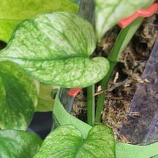 Epipremnum Pinnatum Bachtraensis Mint
