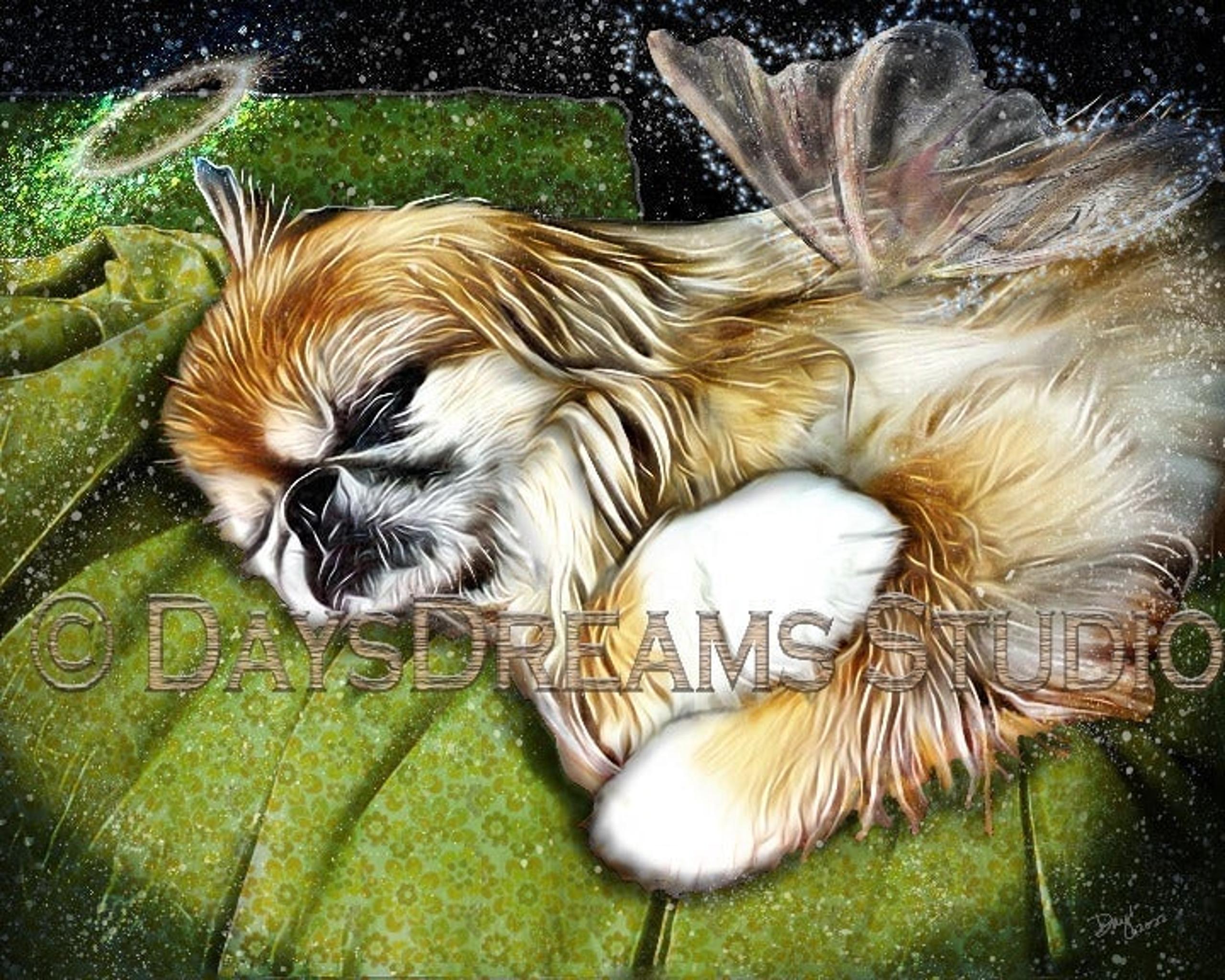 Sweet Pekingese Angel with Wings and Halo Memorial Original Art Tribute