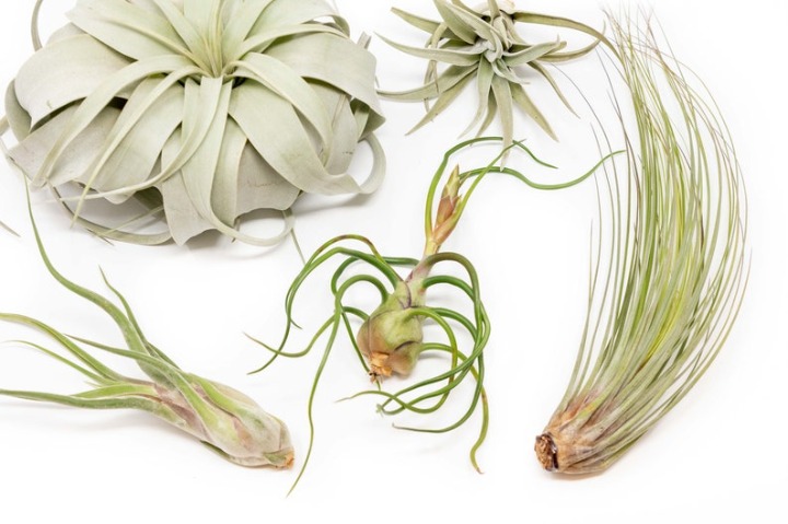 Five large air plants -