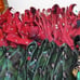 50 Holiday Christmas necktie bundle IZOD Hallmark