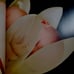 ANNE GEDDES & CELINE DION MIRACLE BEAUTIFUL COFFEE TABLE BOOK WITH CD