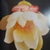 ANNE GEDDES & CELINE DION MIRACLE BEAUTIFUL COFFEE TABLE BOOK WITH CD