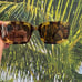 Anthropologie Sunglasses