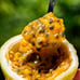 Sweetest Passion Fruit Vine (Qinmi #9 钦蜜9号)