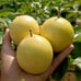 Sweetest Passion Fruit Vine (Qinmi #9 钦蜜9号)