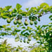 Sweetest Passion Fruit Vine (Qinmi #9 钦蜜9号)