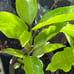 Sweetest Passion Fruit Vine (Qinmi #9 钦蜜9号)