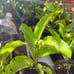 Sweetest Passion Fruit Vine (Qinmi #9 钦蜜9号)