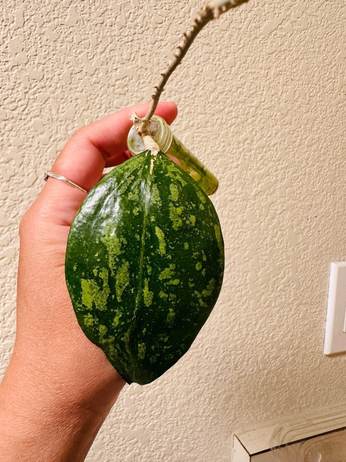 hoya verticillata splash sp kasembon