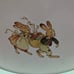 World Market Retro Metal Cake Carrier Bunnies Easter Locking Lid Mint Green