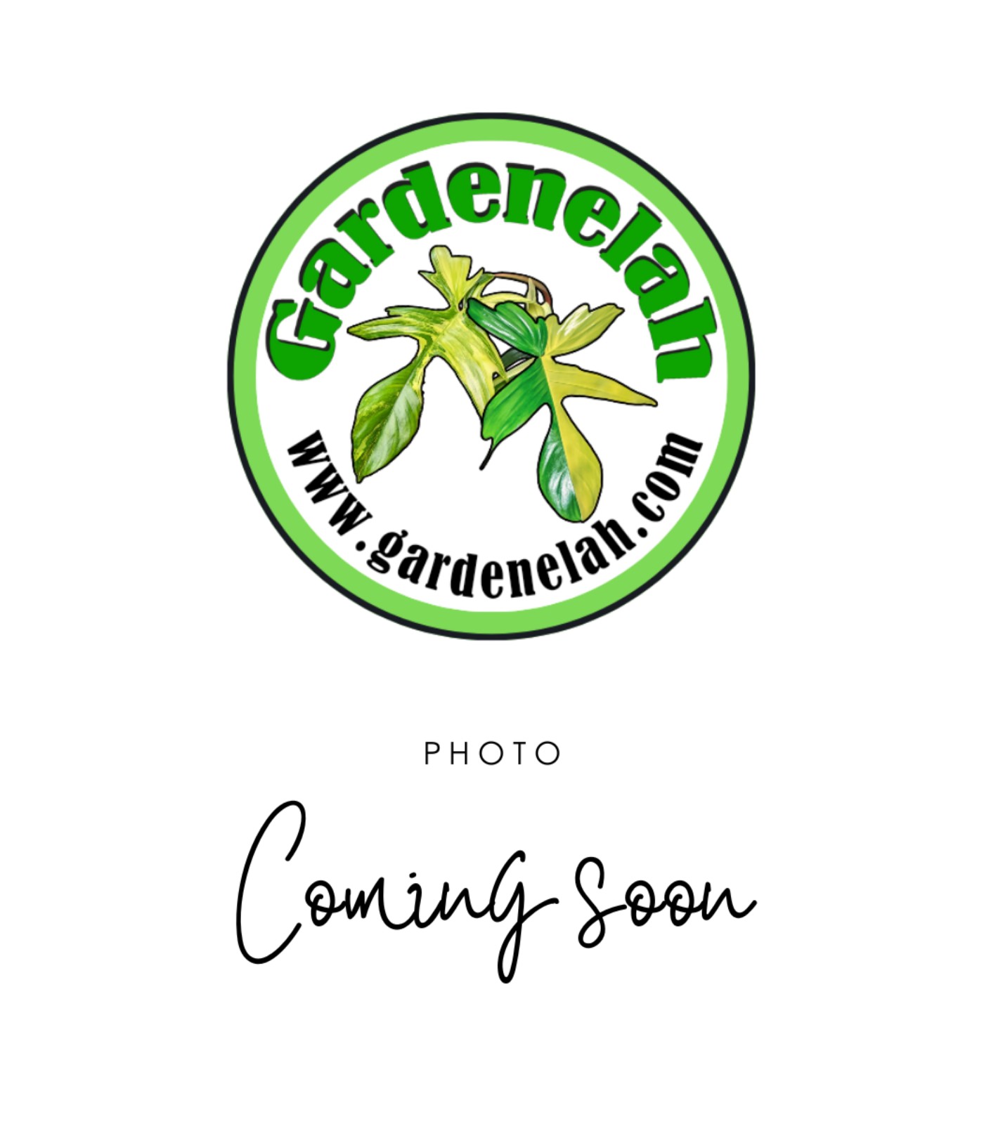Plant#1 with 3day Air saver UPS shipping include