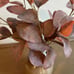 Hearth & Hand 15.5 Faux Rusted Silver Dollar Eucalyptus Fall Arrangement