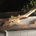 Driftwood for your aquarium