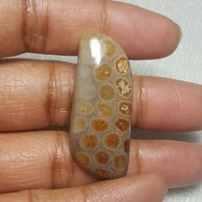 Fossil Coral Natural Gemstone Cabochon