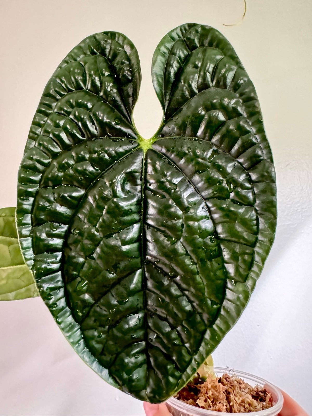 Anthurium Luxuriance dark