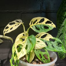 Variegated Adansonii
